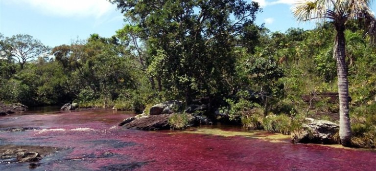 CAÑO CRISTALES – COLOMBIA’S LIQUID RAINBOW & THE MOST BEAUTIFUL RIVER OF THE WORLD