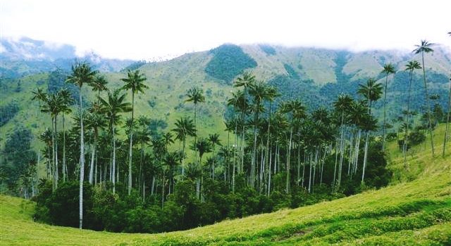 Wax Palm Forests in Colombia’s beautiful coffee region: La Carbonera or Valle del Cocora?